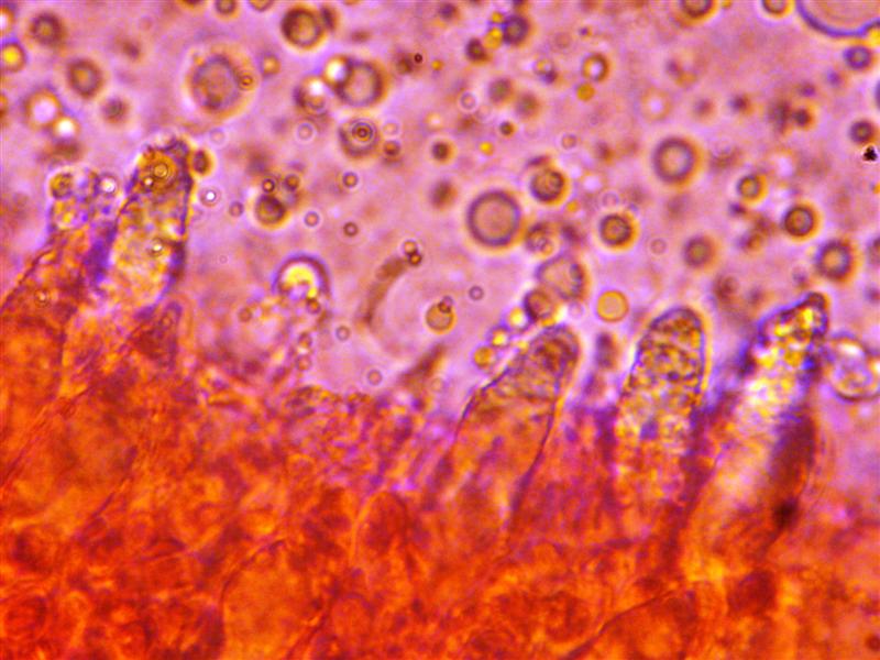 Crosta da determinare (Peniophora incarnata)